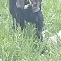 بزغاله نر عالی خارجی|حیوانات مزرعه|فشم, |دیوار