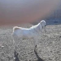 نربز گلابی پیام بدین شماره تماس بدم|حیوانات مزرعه|بردسکن, |دیوار