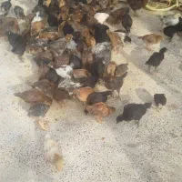 جوجه محلی گلپایگان