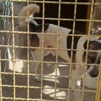 سگ نگهبان|سگ|چهارباغ, |دیوار