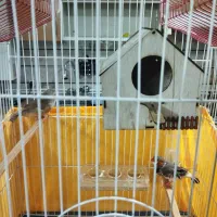 یک جفت فنچ کینگ بدون قفس.