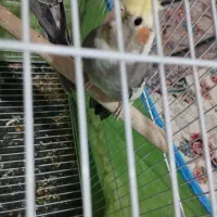 ویژه ویژه عروس هلندی|پرنده|اسلامآباد غرب, |دیوار