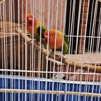 دو عدد طوطی برزیلی|پرنده|کرج, کوی زنبق|دیوار