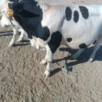سه راس گوساله سیمینتال