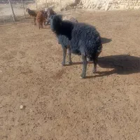 گوسفند افشاری