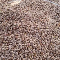 لوبیا چیتی درجه یک|خوردنی و آشامیدنی|اصفهان, فرودگاه شهید بهشتی|دیوار