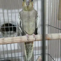 جفت عروس هلندی|پرنده|شیراز, جمال آباد|دیوار