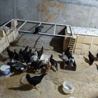 مرغ وخروس