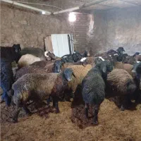 گوسفنده زنده بهداشتی شهرداری تهران کرج