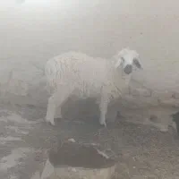 بره خوب برای  قربانی