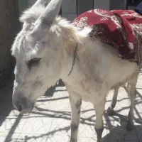 خر جوان و سالم