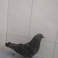 کبوتر زری ماده|پرنده|اصفهان, سروستان|دیوار