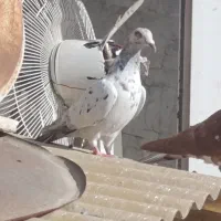 جفت کوهی|حیوانات|اهواز, منبع اب|دیوار