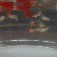 ماهی کوپی کوی|ماهی|گرگان, |دیوار