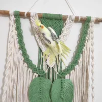 جوجه عروس رام و دستی|پرنده|لاهیجان, جمهوری|دیوار