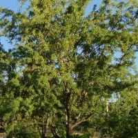 فروش-باغ-ثمردار-بدون-همکاری-با-بنگاه