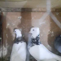 توقی سولول