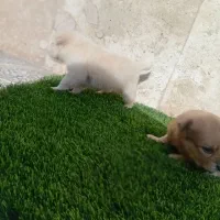 پامر کوچلو جیبی فقط 2.200.000|سگ|فردیس, قریشی|دیوار