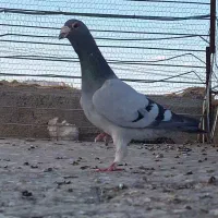 یک عدد سبز کرمونی