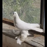 کفتر لو.تی اهر