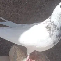 کفتر طوقی|پرنده|مبارکه, |دیوار