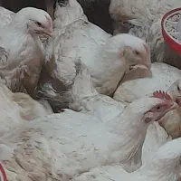 مرغ گوشتی  ارگانیک