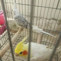 جفت نروماده عروس هلندی|پرنده|شیراز, سجادیه|دیوار