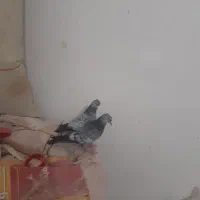 ازجفت ۲به بالا