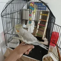 عروس هلندی نر و ماده