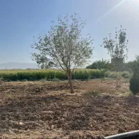 واگذاری مرغداری و مزرعه کشاورزی مجهز|فروش دفتر صنعتی، کشاورزی، تجاری|شاهین‌شهر, برخوار غرب|دیوار