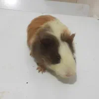 فروش فوری خوکچه هندی