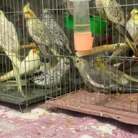 عروس هلندی جوجه،بالغ،مولد|پرنده|کوچصفهان, |دیوار