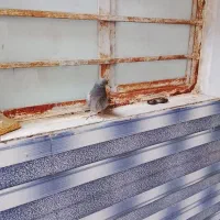 با سلام دوعد کبوتر پلاکی