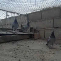 کبوتر مسافتی پلاکی