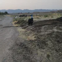 بزغاله نره شاخی شیرازی اصلی