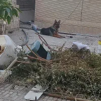 الیوس|سگ|بم, |دیوار