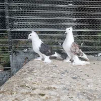 کبوتر تزئینی