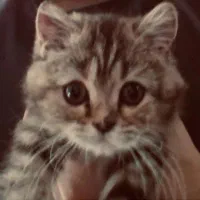 گربه ۴ ماهه بریتیش|گربه|شاهین‌شهر, شهرک هشت بهشت|دیوار