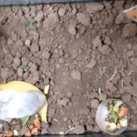 همستر ابلق دورنگ