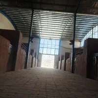 اسب