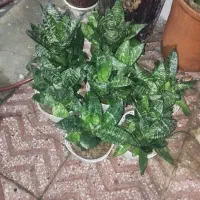 گل سانسوریا