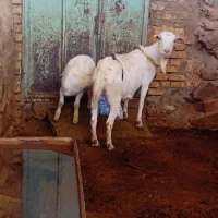 بز سانن با کهره نر