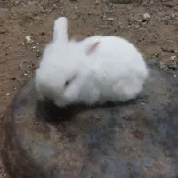 انواع خرگوش لوپ و دورگه