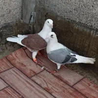 کبوتر ساده کاکلی و سرخ دم سفید و گراف
