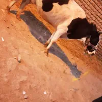 گاوسیمیتال جوان