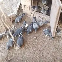 کبوتر خودت نگاه کن پسند شد درخدمتم ...