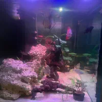 آکواریوم با ماهی وتجهیزات وسامپ وپایه ولوازم کامل