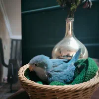 جوجه طوطی راهب سرلاکی