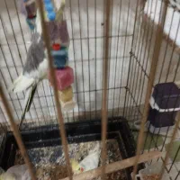 پرنده|پرنده|تولم شهر, |دیوار