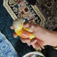 جوجه گرینچیک